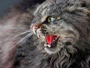 ������� �������� �������